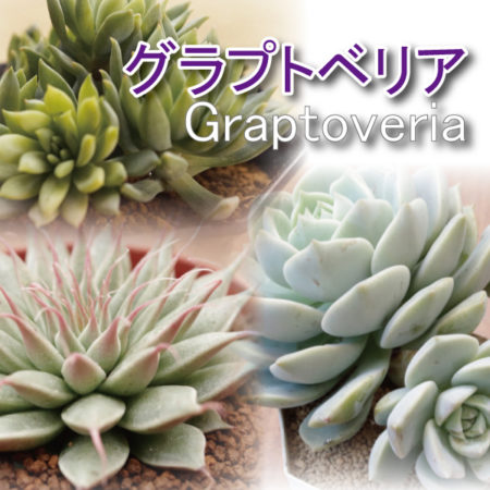 グラプトベリア