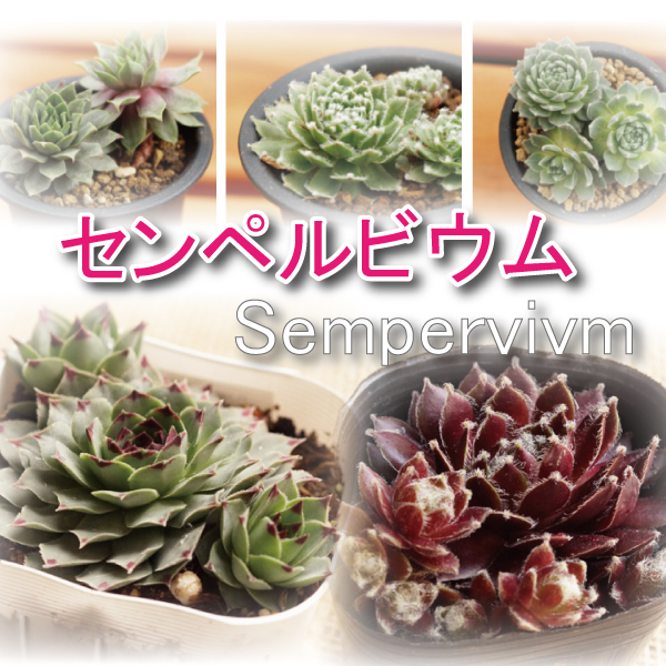 プレゼントを選ぼう！ ピンクイロ様確認用！多肉植物 センペルビウム