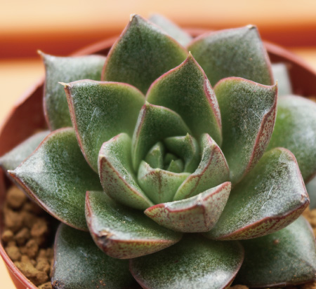 エケベリア原種 The genus Echeveria 多肉植物 図鑑 - インテリア小物