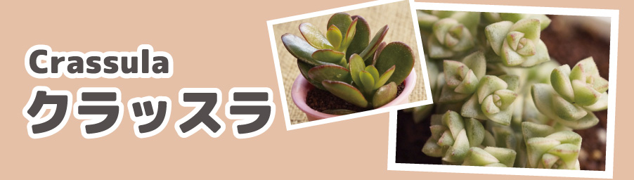 クラッスラ