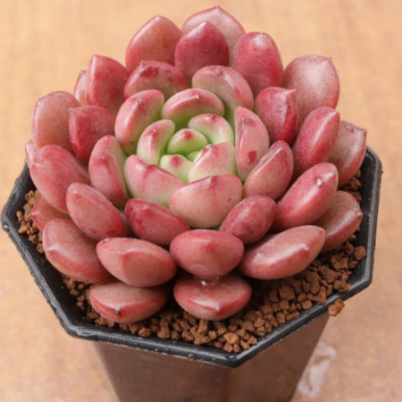 ピンクルビー