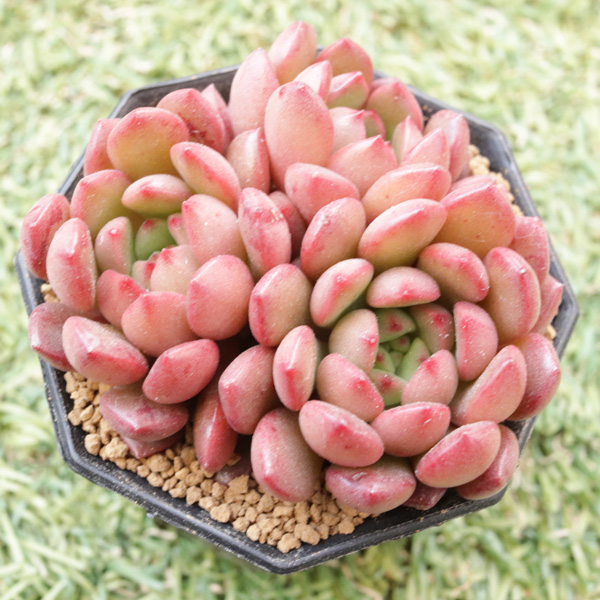 ピンクルビー の紹介ページ E Taniku イータニク