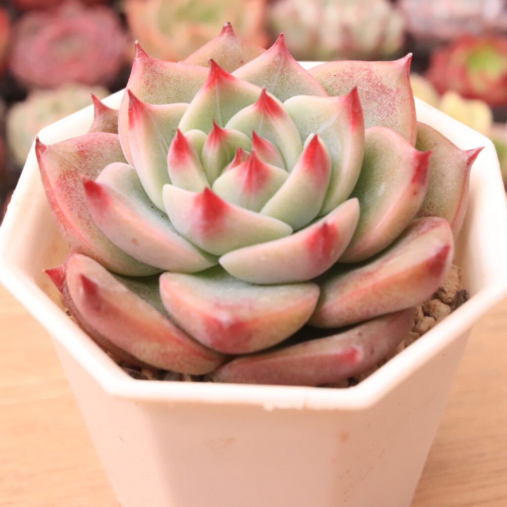 チヒロ