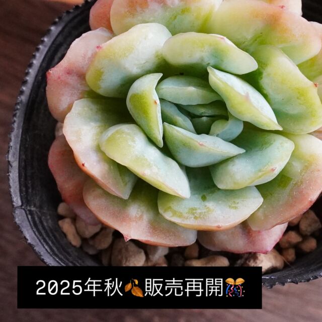 ゆ*う様 エケベリア 「ブラックサバス」「アランフェスエクストラ(パクさん)」2 ブラックサバス | E-TANIKU（イータニク）