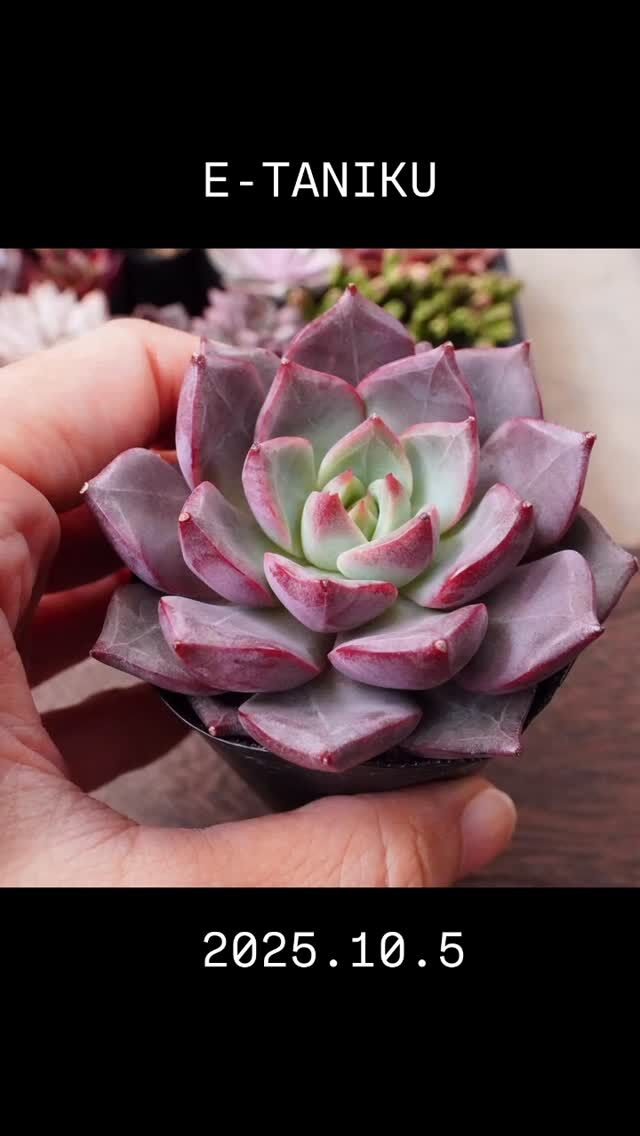 モンロークイーン】の紹介ページ｜E-TANIKU（イータニク）