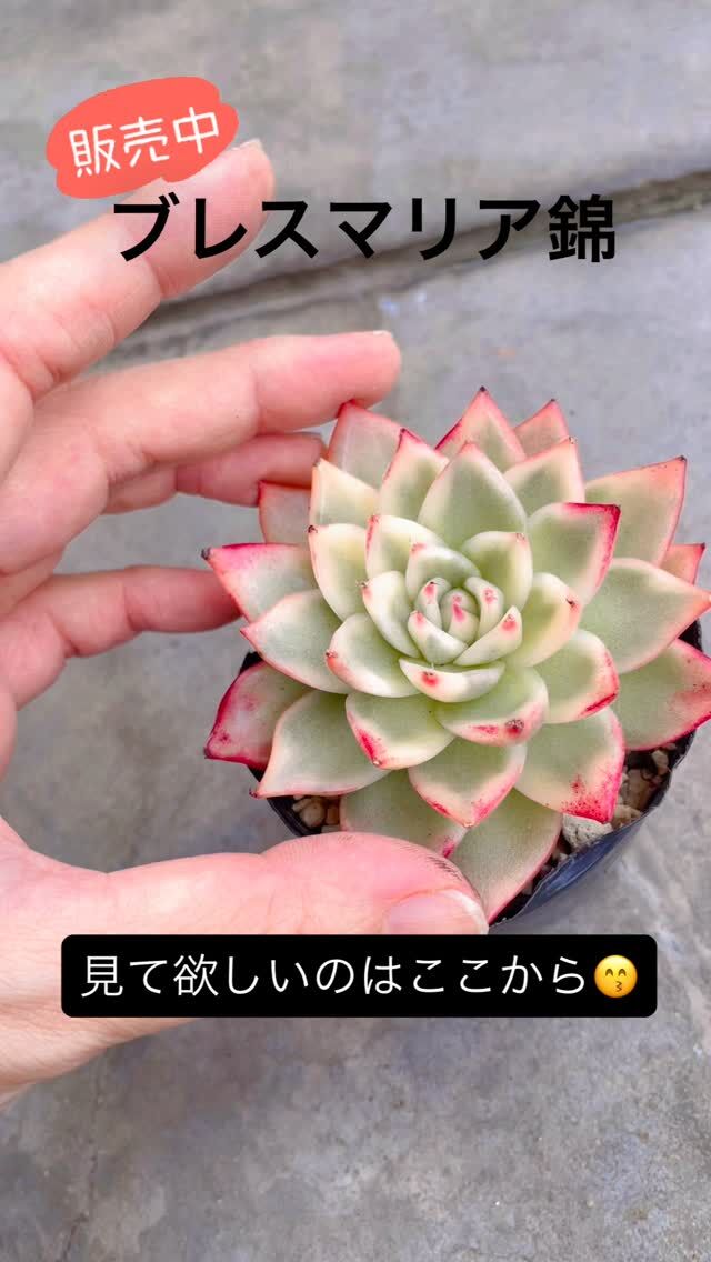 ❤️専用出品❤️ブルーサプライズ錦❤️抜き苗❤️ブルー札 ❤️専用出品❤️ブルーサプライズ錦❤️抜き苗❤️ブルー札