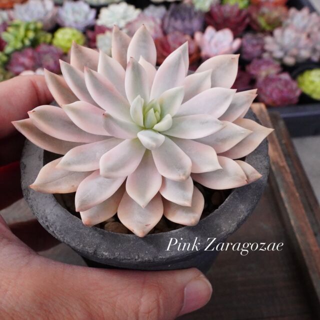 ペンタドラム錦 | E-TANIKU（イータニク）