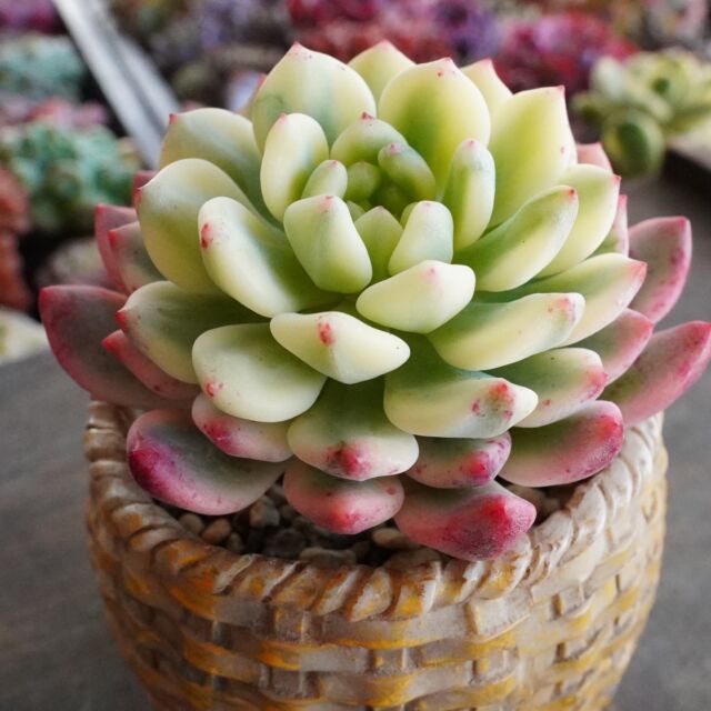 ティテュバンス錦】の紹介ページ｜E-TANIKU（イータニク）